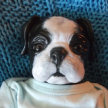 What once was a Pug, has now become a Boston Terrier